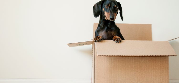 Beyond Boxes: Packing Materials You May Need for your Move Beyond Boxes: Packing Materials You May Need for your Move